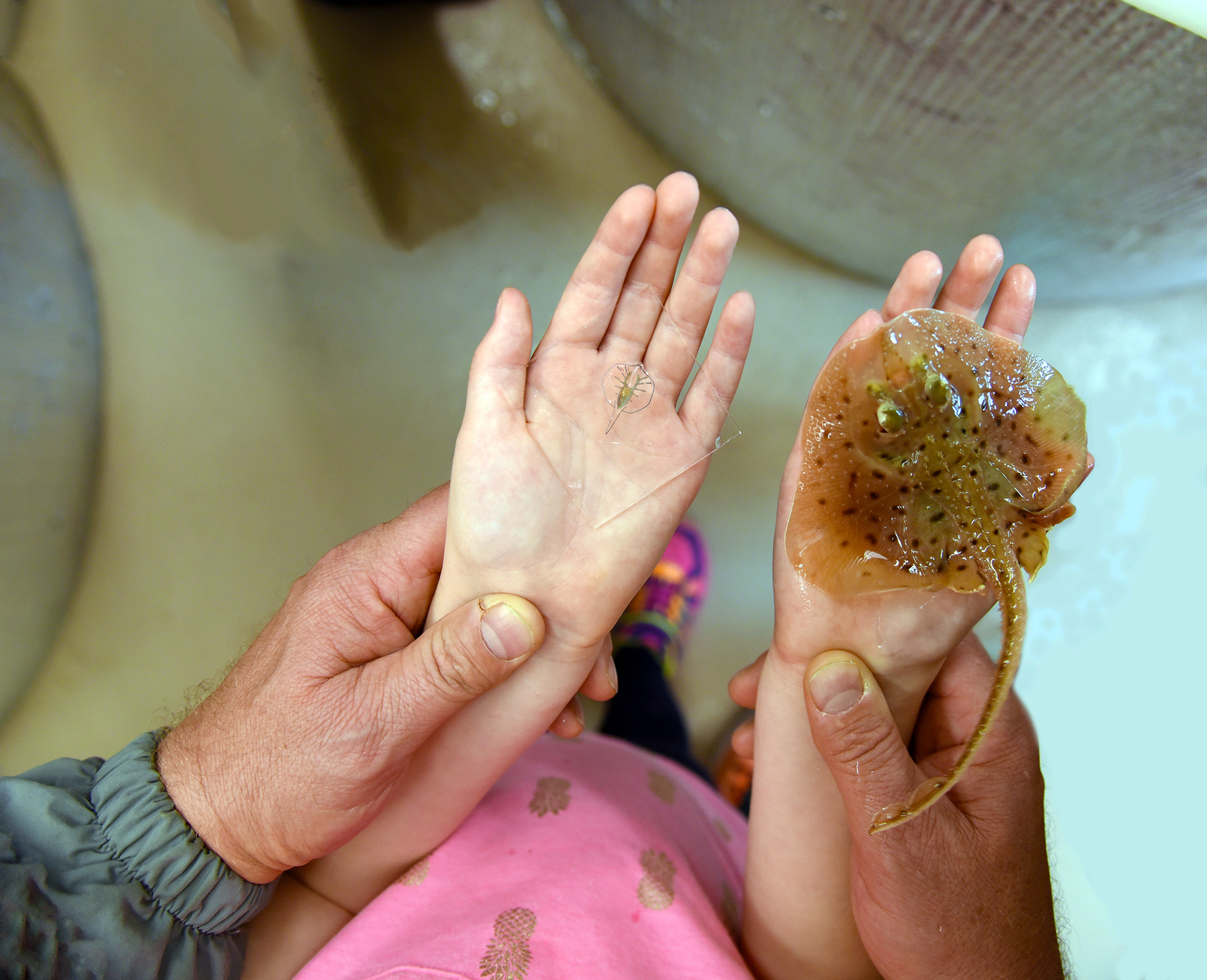 The coin-sized synthetic stingray (left) next to a skate that nature made, Luecoraja erinacea.