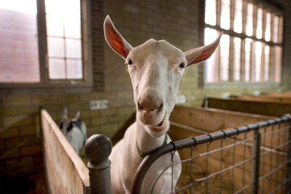 goat_custom-5224ed3115b0c16f1f58ba6c352eb21c06dd23cc-s600-c85.jpg