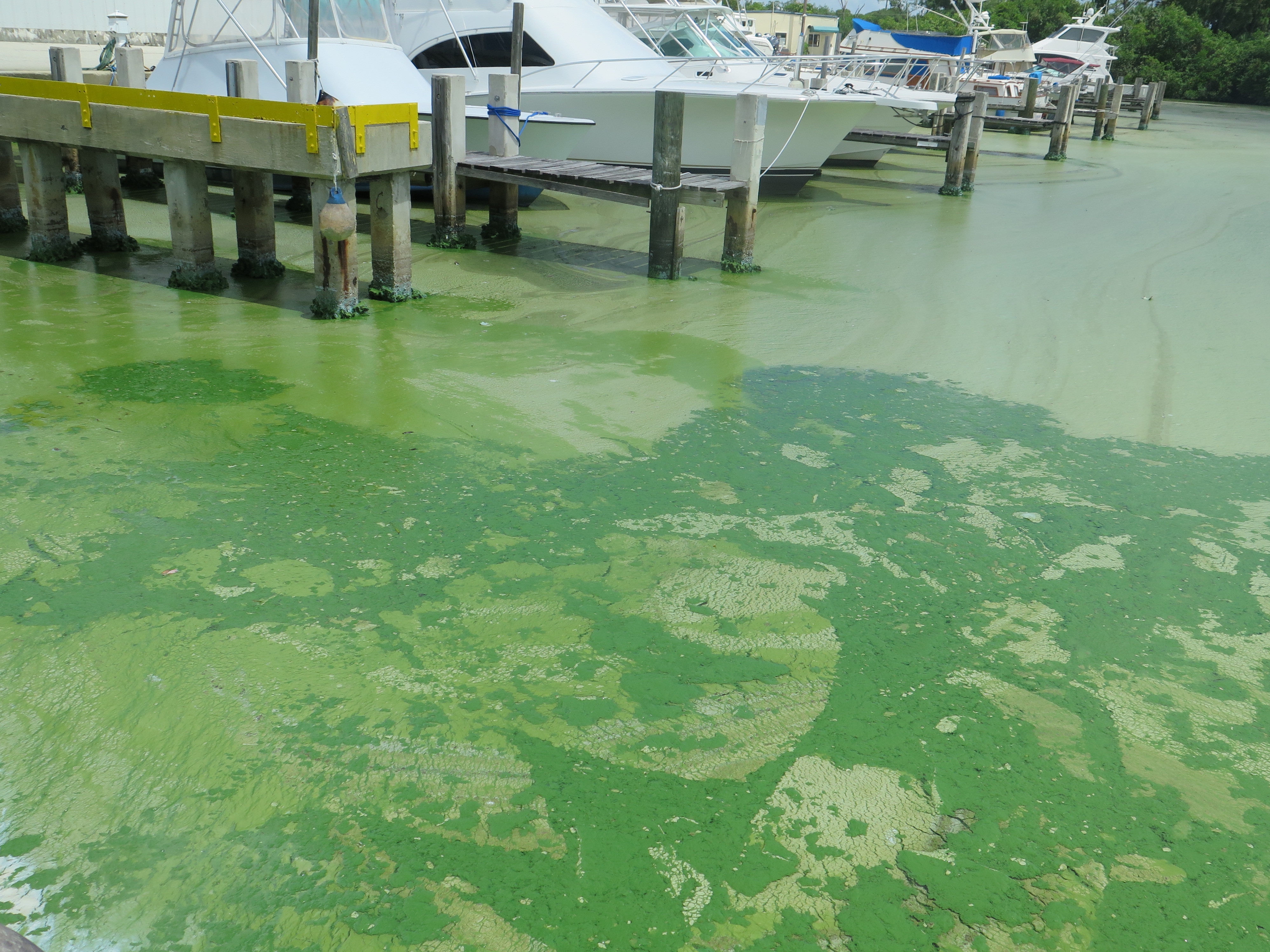 The blue-green algae is called cyanobacteria. It can release toxins that affect the liver and nervous system.