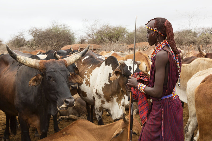 The Everyday Objects Of A Nomadic People Are Transformed Into Art - 900x599 - jpeg Maasai Cattle
