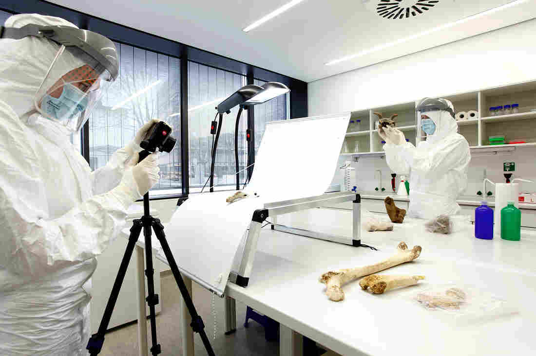 Scientists in a lab in Mainz, Germany, analyze ancient bone samples from the Zagros Mountains in Iran.