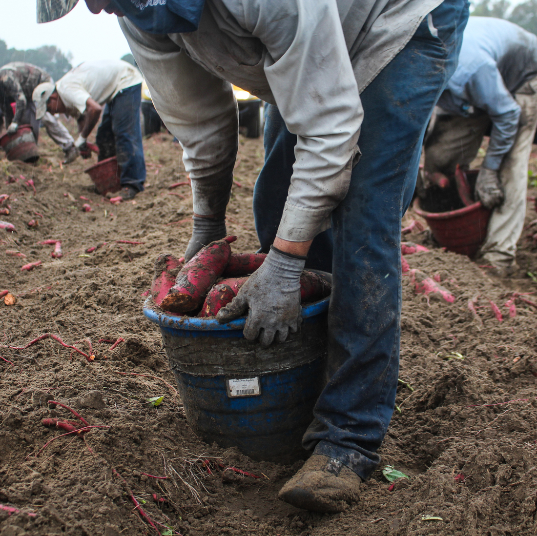 Workers sort potatoes in the field, collecting small and large ones in different buckets. Each bucket weighs 30 pounds or so. A worker will shoulder that bucket and dump it into a flatbed truck hundreds of times each day. Workers sort potatoes in the field, collecting small and large ones in different buckets. Each bucket weighs 30 pounds or so. A worker will shoulder that bucket and dump it into a flatbed truck hundreds of times each day.