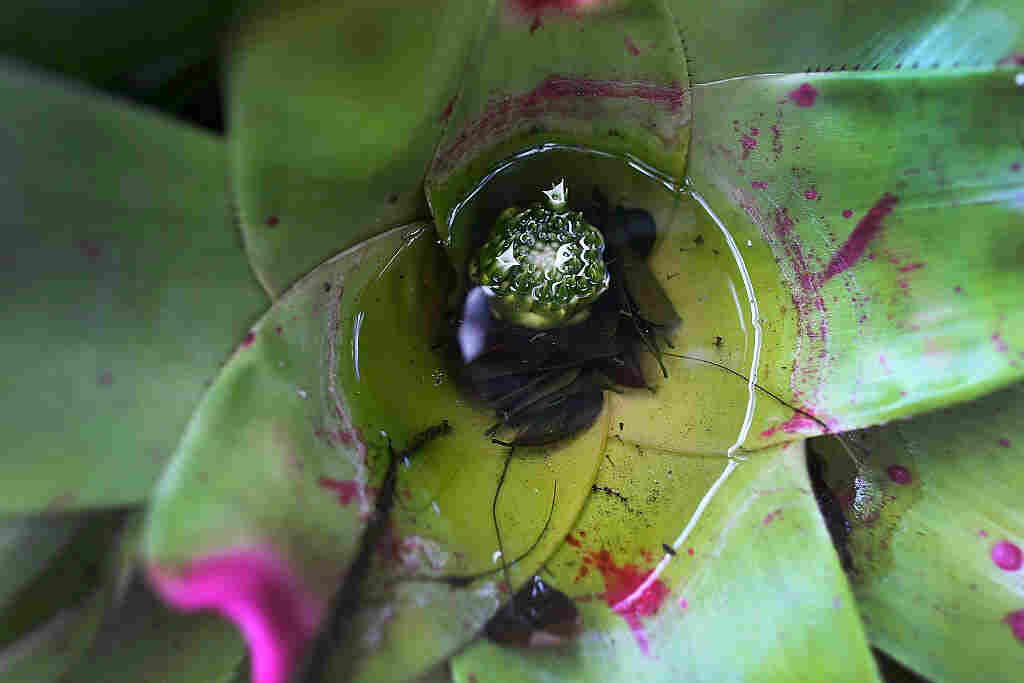 Mosquitoes like to breed in the pooled water in plants like this bromeliad.