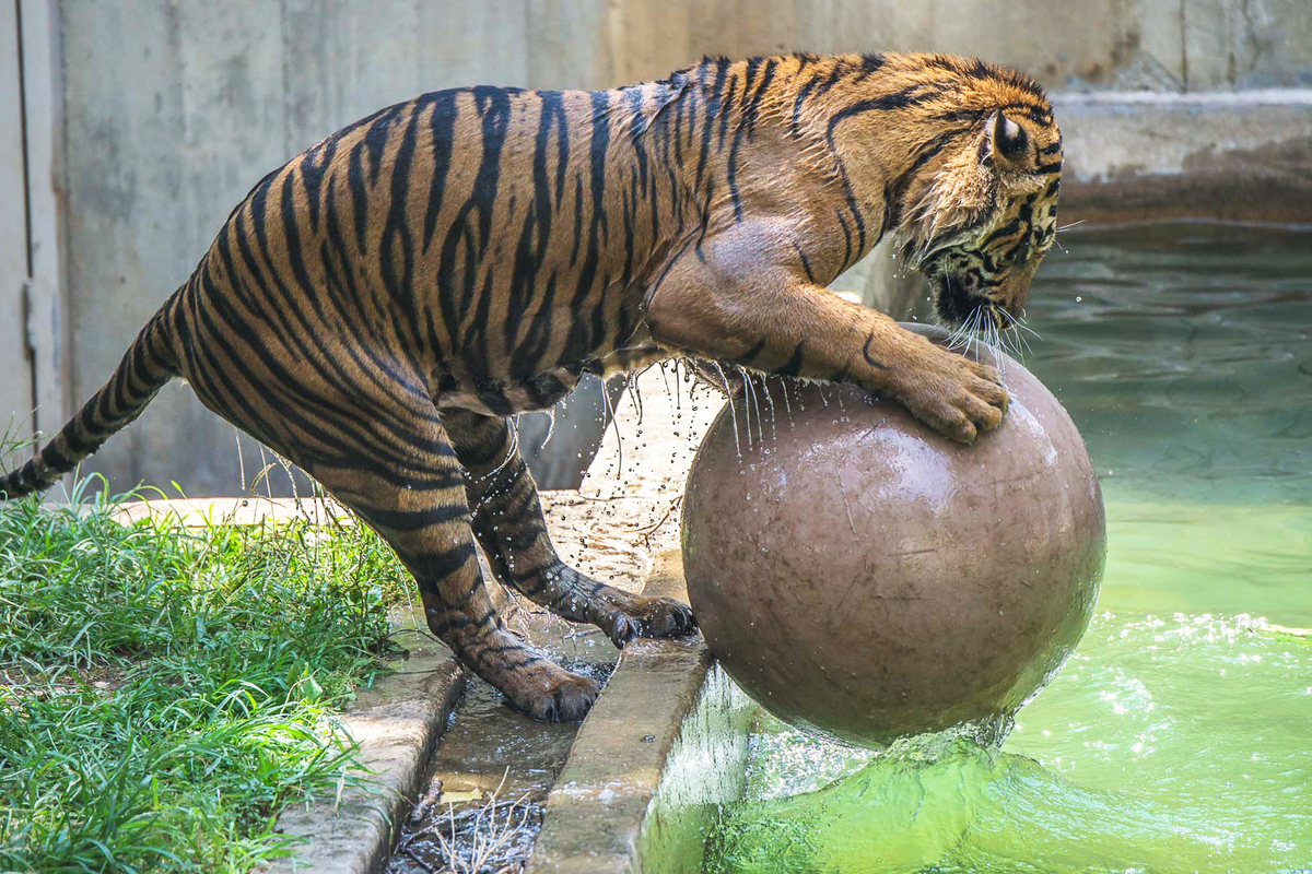 How Does A Tiger Keep Cool In This Heat? One Word How Does A Tiger Keep Cool In This Heat? One Word