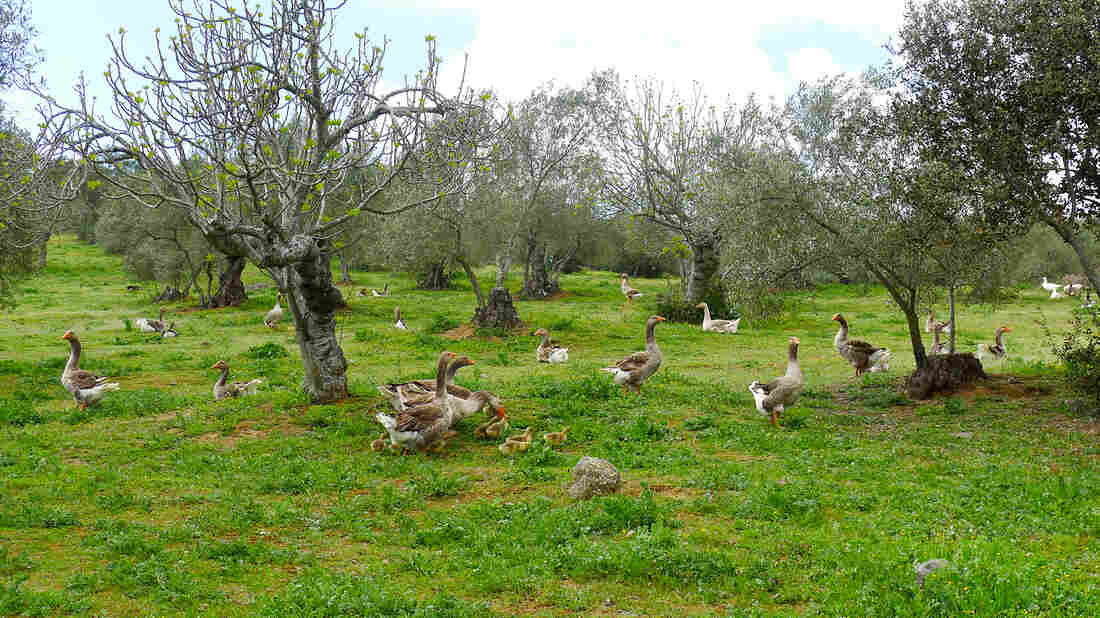 The farm's green rolling hills are covered with olive, oak, fruit and nut trees, which provide ample food for migrating geese.