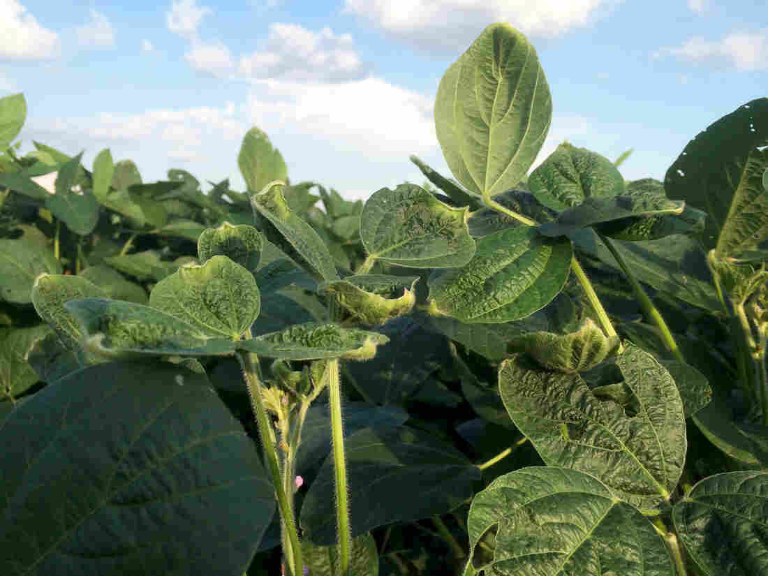 These soybean leaves show evidence of damage from dicamba. It could cut the the harvest by 10 to 30 percent.