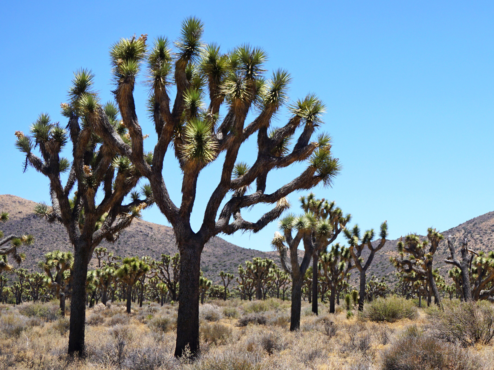 Planning For The Future Of A Park Where The Trees Have One Name