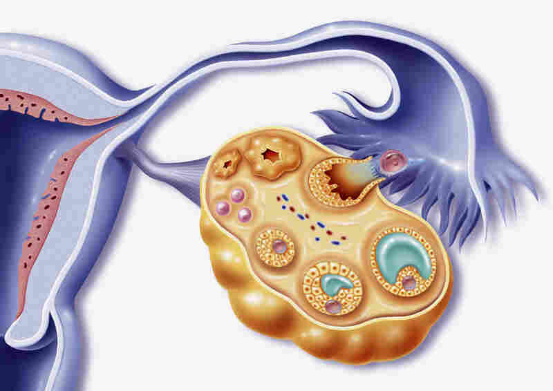 Depiction of female reproductive organs during ovulation.