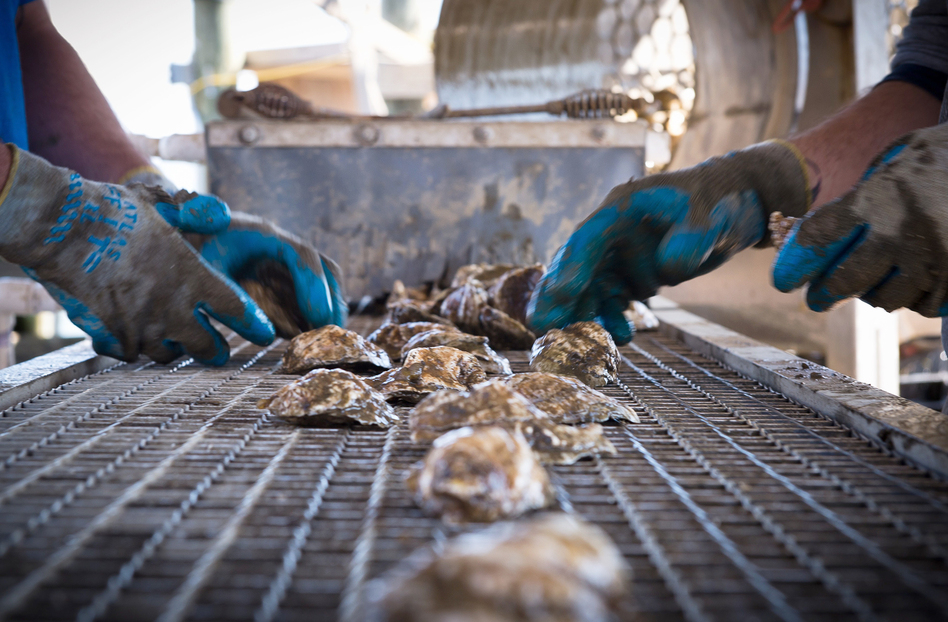As the wild oyster population resurges, there is an added bonus — our waterways are getting cleaner. (Mladen Antonov/AFP/Getty Images)