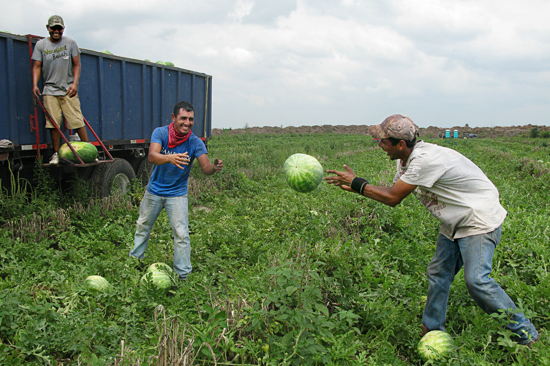 Workers harvest watermelons in Texas's Rio Grande Valley. Workers harvest watermelons in Texas's Rio Grande Valley.