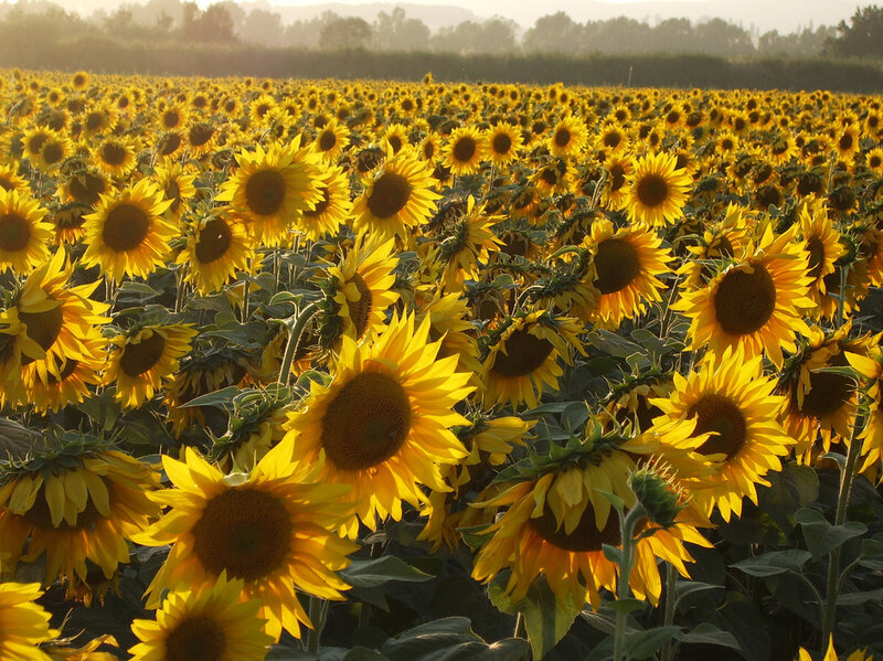 The Mystery Of Why Sunflowers Turn To Follow The Sun Solved The Two Way Npr