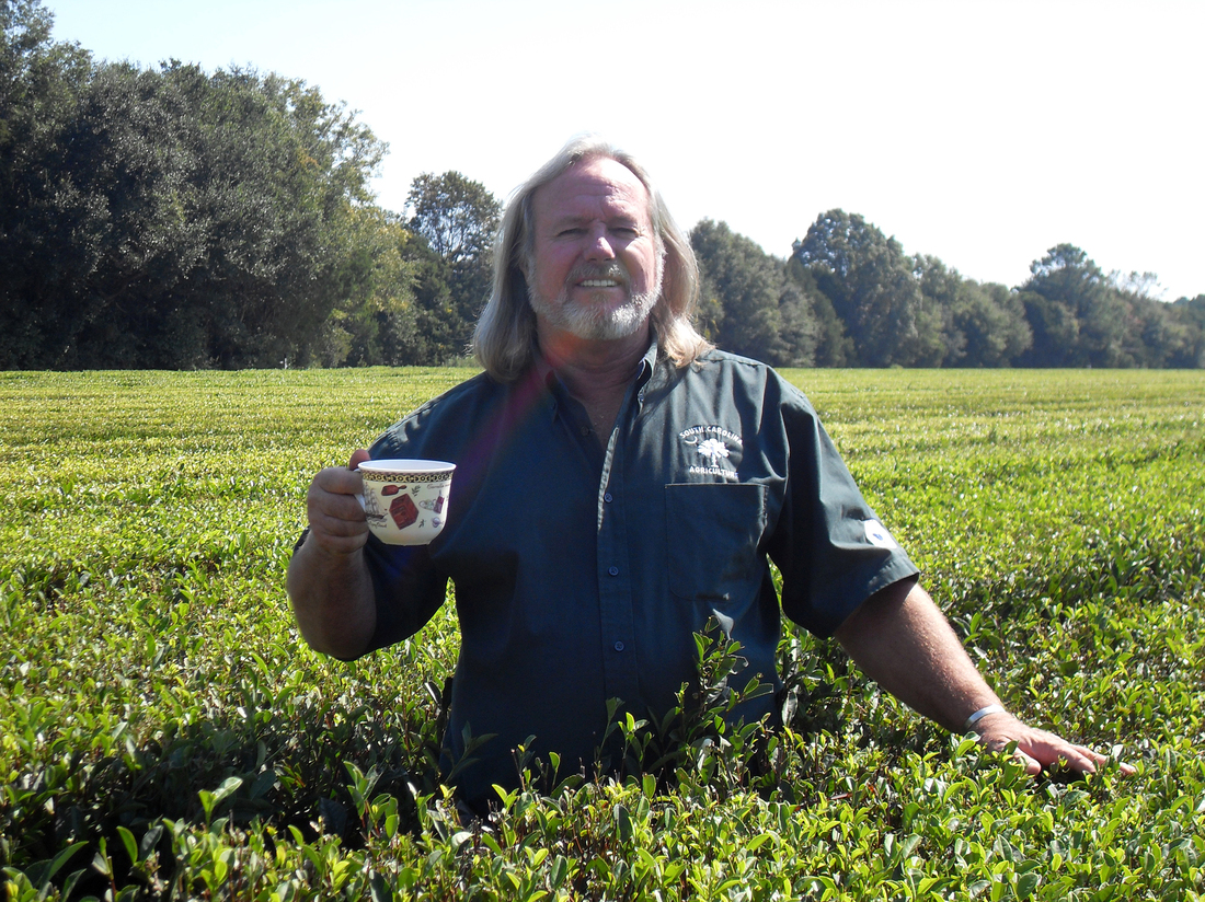 Yes, America Has A Working Tea Plantation. We Visited It The Salt NPR