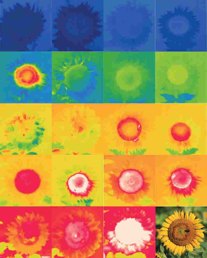 Infrared imaging reveals changes in flower surface temperature at different times of day.