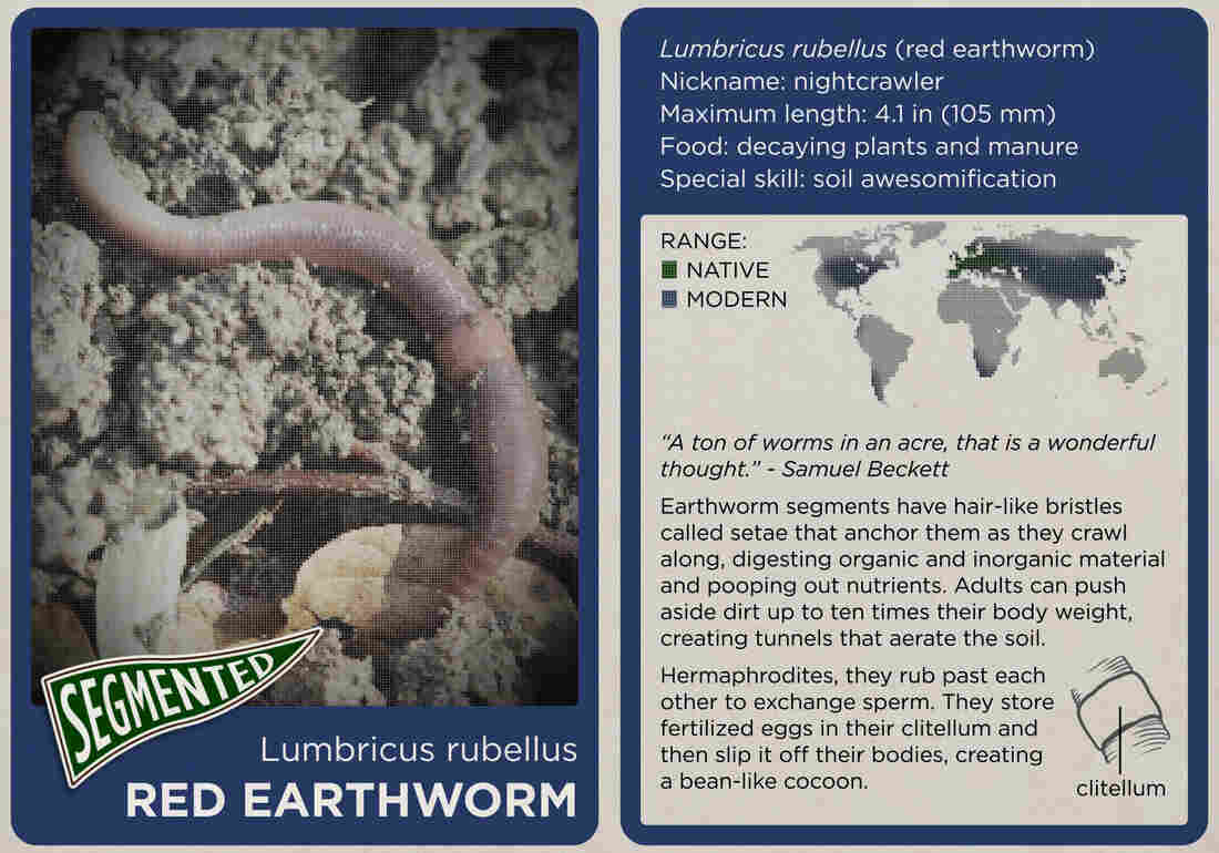 The red earthworm.