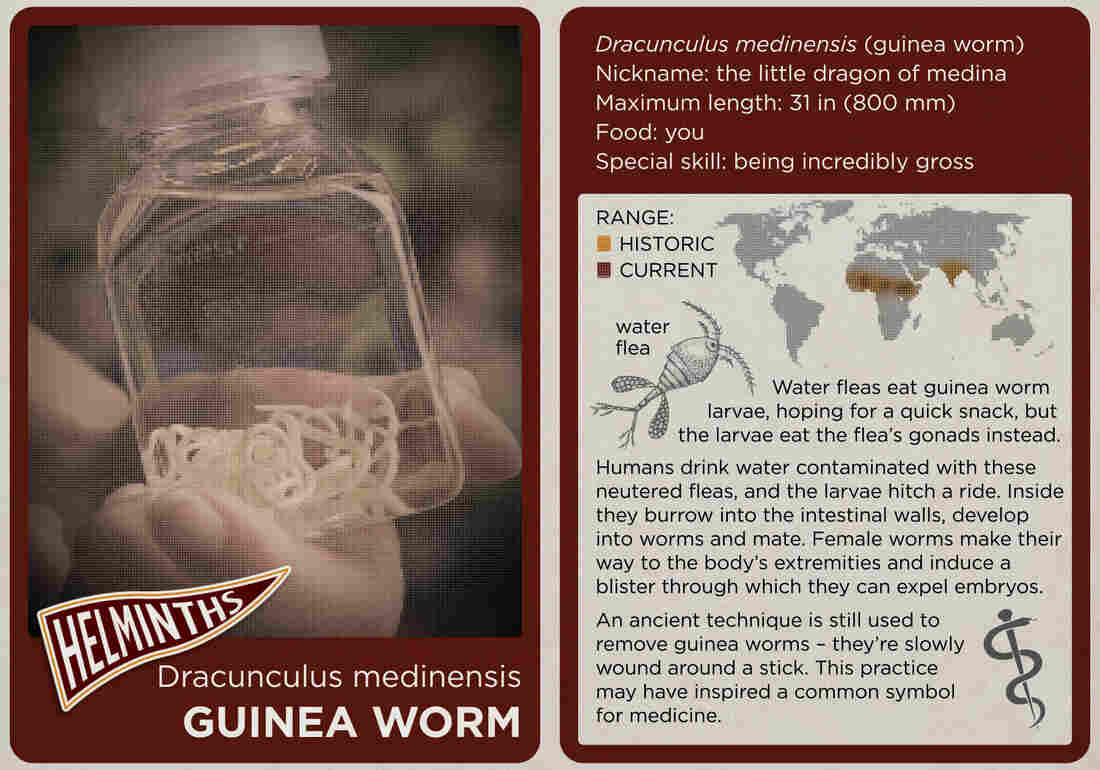The guinea worm.