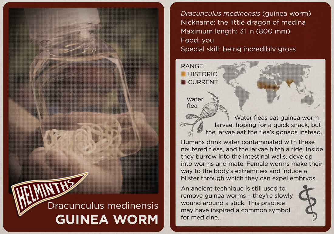 The guinea worm.