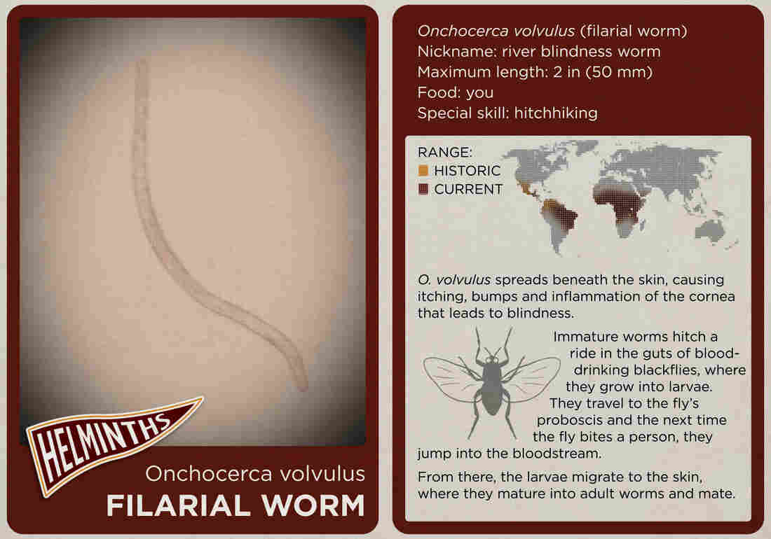 The filarial worm.