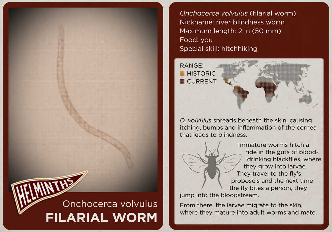 The filarial worm.