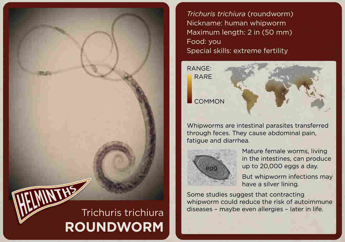 The roundworm.