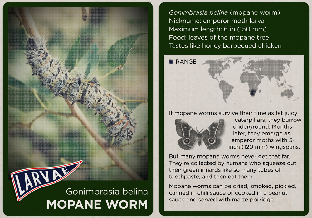 The mopane worm.