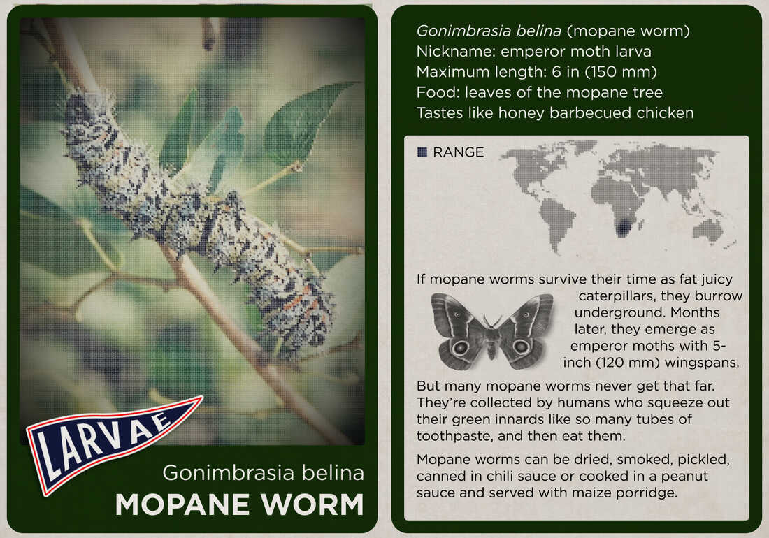 The mopane worm.