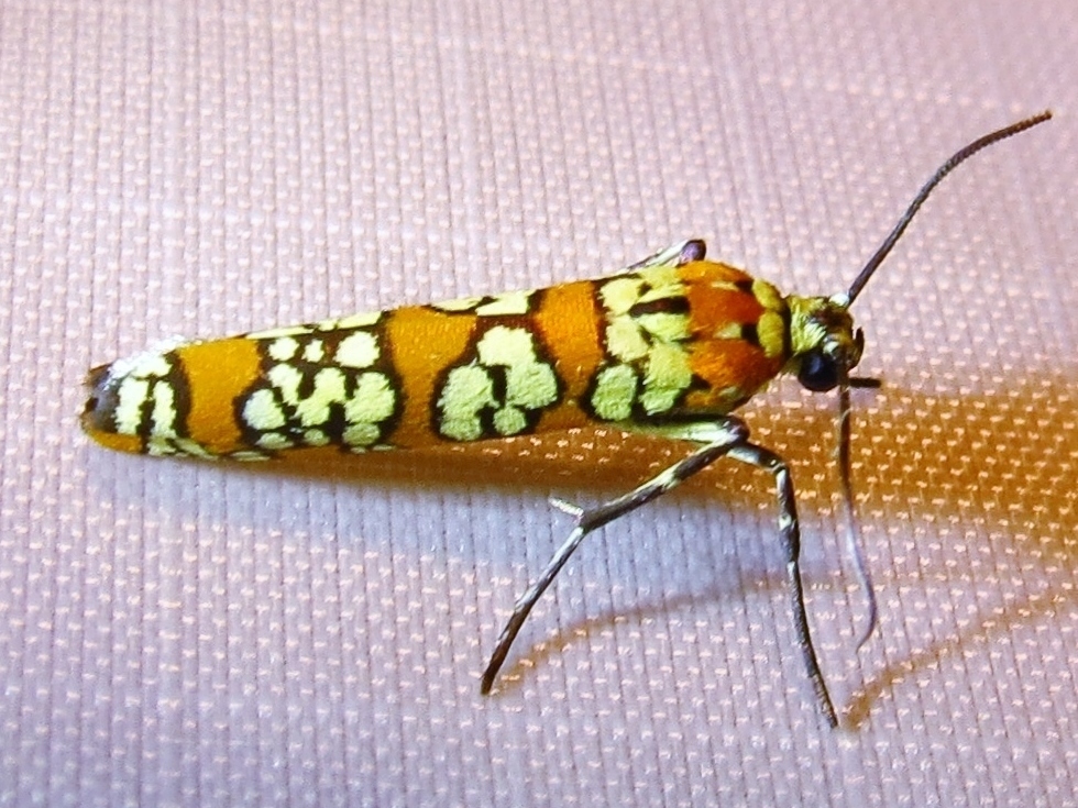 Bug enthusiast Anna Lindqvist uploads photos like this — of the Ailanthus Webworm Moth (Atteva aurea) to the iNaturalist app. Like a social network for wildlife, her location paired with the photo help both amateur and expert naturalists identify the species.
