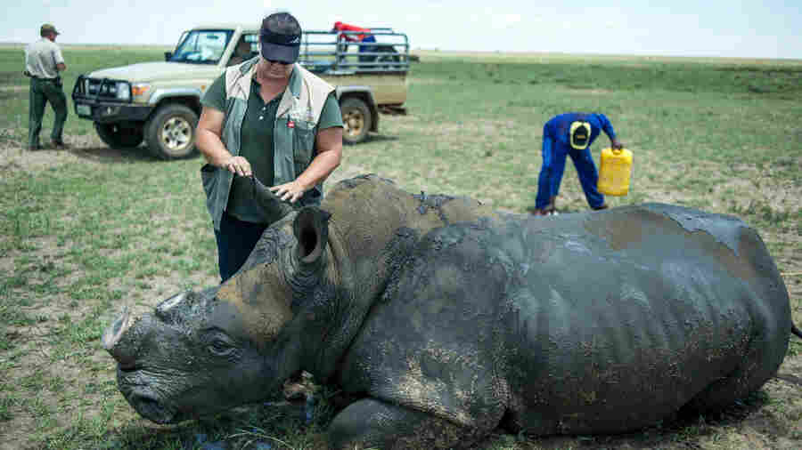 A rhino wakes up after its horn was trimmed at John Hume's Rhino Ranch in Klerksdorp, South Africa, on Feb. 3. South Africa's highest court is preparing to decide whether to uphold the country's domestic ban on trading rhino horn. John Hume is a private rhino owner and breeder who advocates for legalizing trade.
