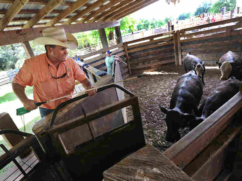 Alex Johns mans the pen at the weigh station at Brighton. The tribe shipped 40 trucks of 50,000 pounds of cattle to feedlots out West — that's about two million pounds. The Brangus Beef calves were sold in April and shipped when they weigh 500 pounds and up. Some steers (male calves) are as heavy as 800 or 900 pounds.