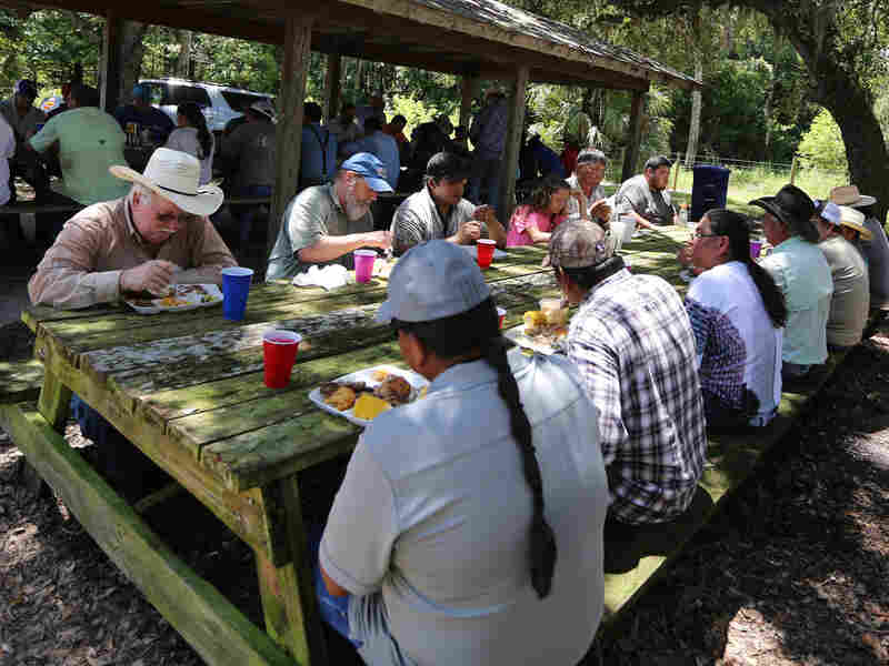 It's traditional for family owners, cowboys, foremen, and guests to eat together in a giant potluck provided by the family-owners. Popular Seminole foods, besides the beef, are Indian fry bread, Pumpkin Bread, Spam and tomatoes and sofki, a corn drink. People gather each day over two weeks, minus weekends, taking turns at both the Big Cypress and Brigton Reservations (this is Brighton.)