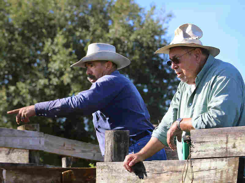 Adam Turtle and Stanlo Johns, 82, examine the herd at the cattle pens at Brighton. Mr. Johns helped establish the modern herd back in the 1950's. Adam Turtle is a Seminole Cowboy.