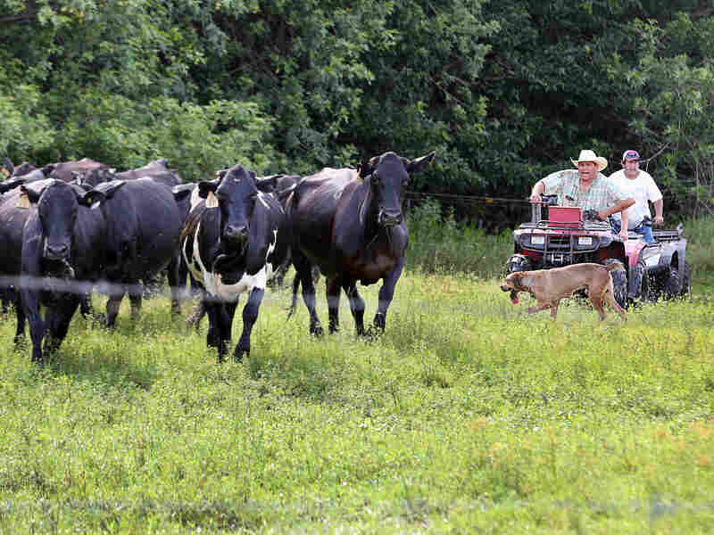 Naha Jumper 41, and his father, Moses, 64, chase after some uncooperative animals who keep retreating into the woods. Florida cattle are shy, and face dangers like bears and even Florida panthers.