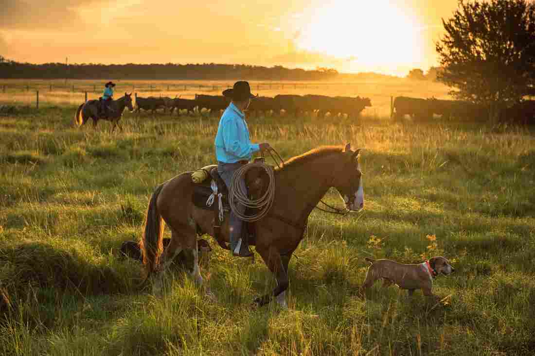 Chris Green, a tribal member, and his son, get the dogs out early to round up a herd at Big Cypress Reservation.