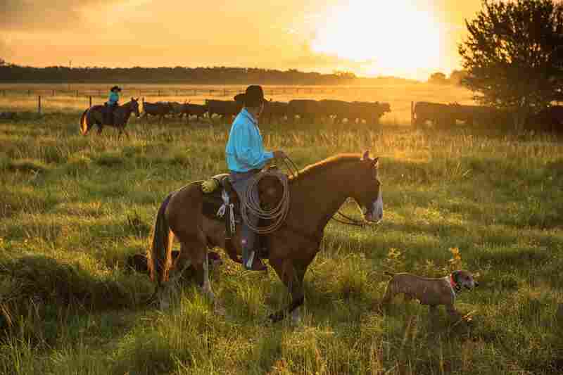 Chris Green, a tribal member, and his son, Clayton, get the dogs out early to round up a herd at Big Cypress Reservation.