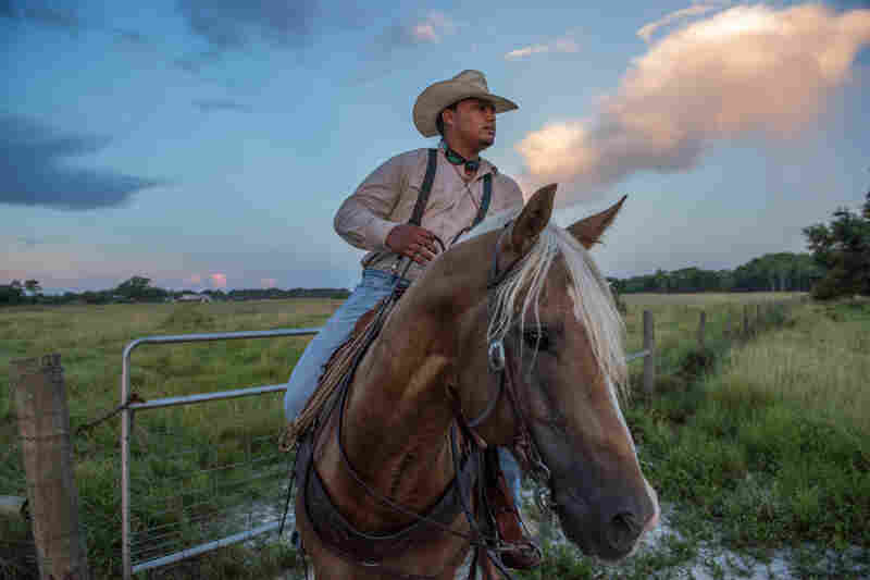 Cattle work at Seminole Tribe of Florida's Big Cypress Reservation.