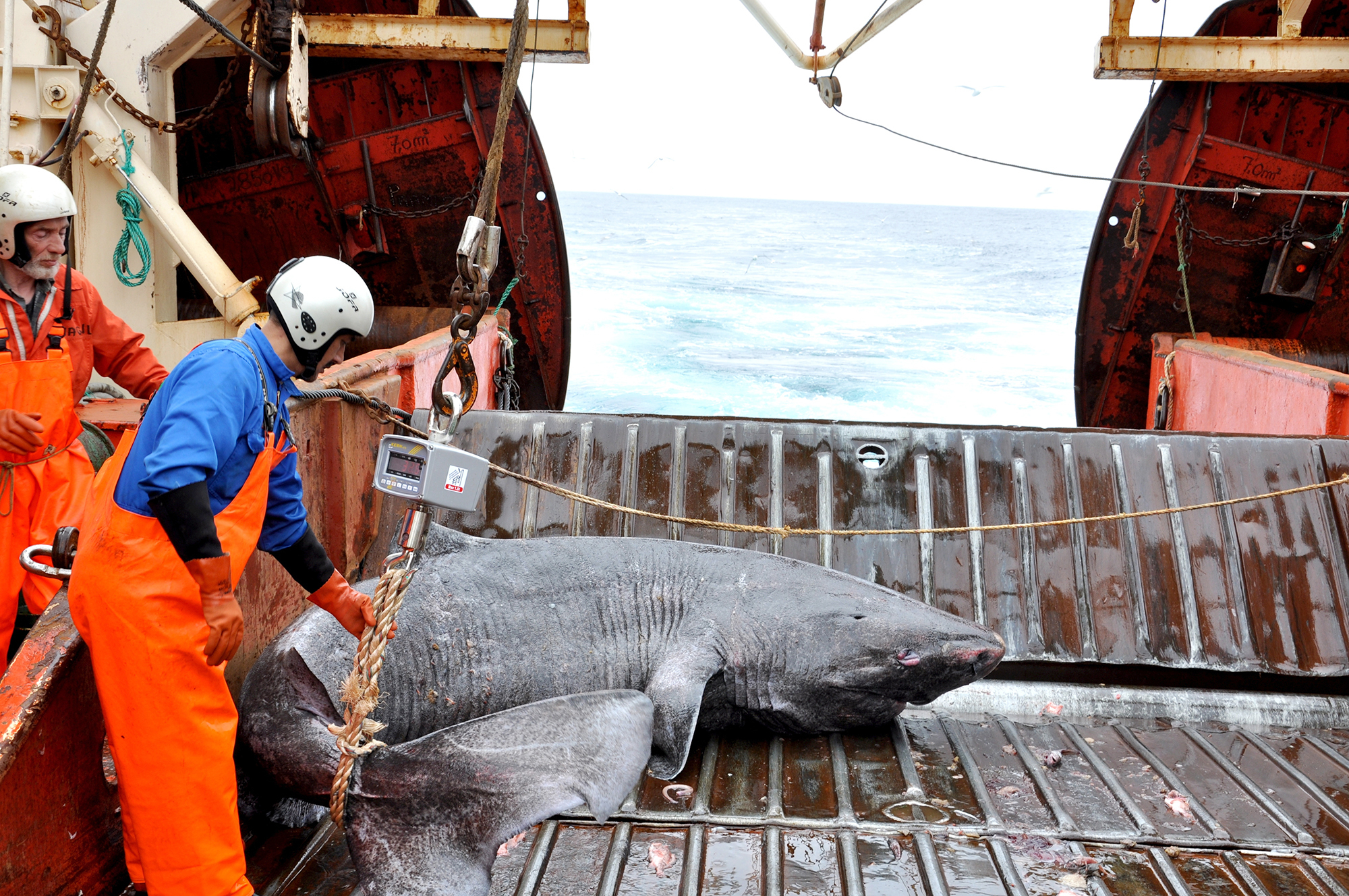 A Greenland shark caught as bycatch from research vessel Pâmiut in southwest Greenland.