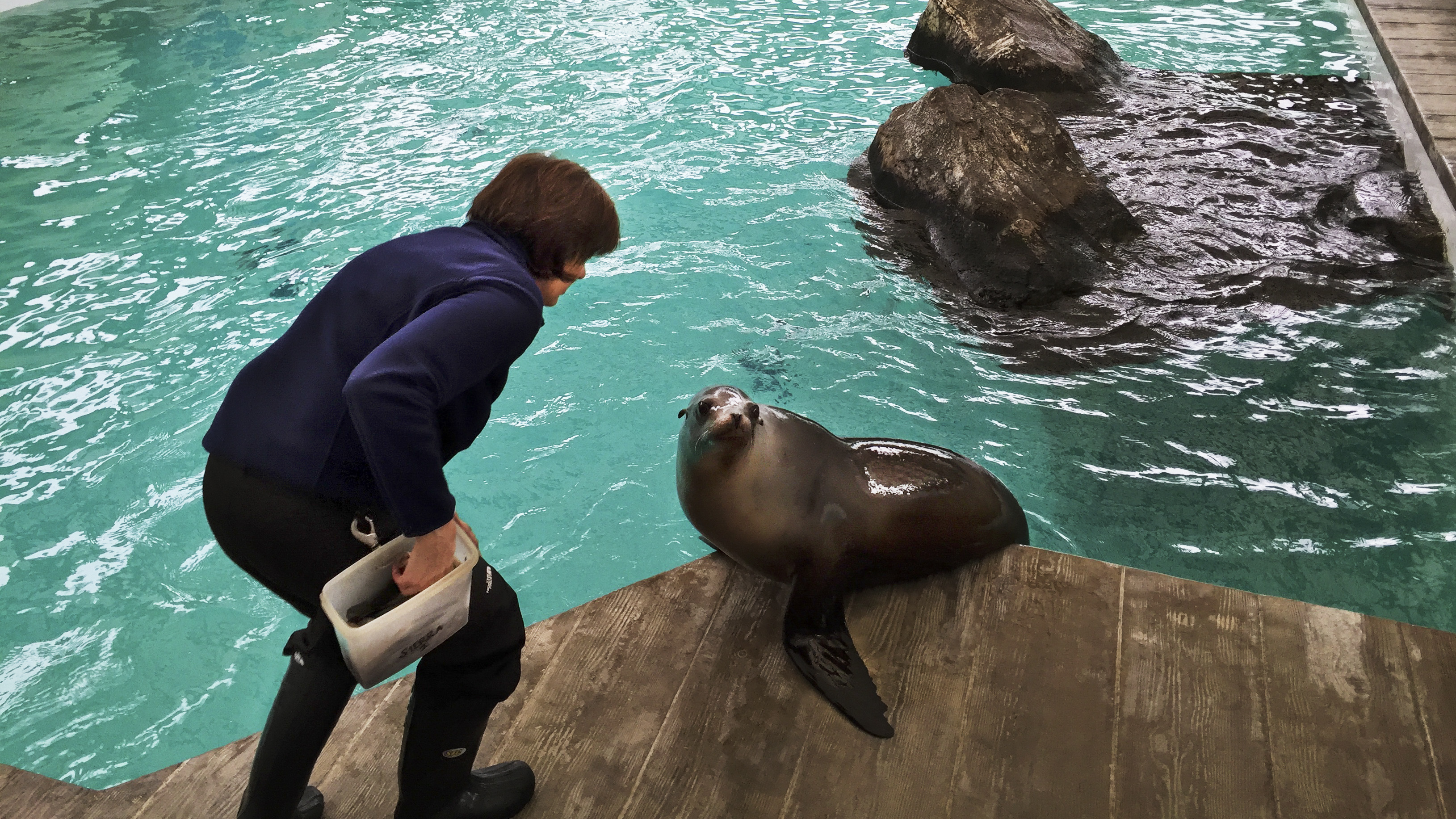 How To Teach A Sea Lion Who's Fussy About Grammar