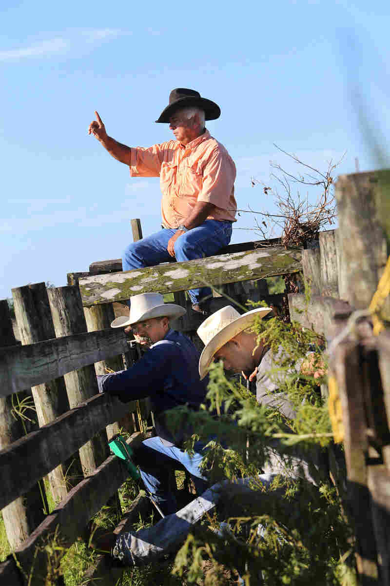 Norman "Dad" Johns wags a finger to signal "steer." with Adam Turtle below him.