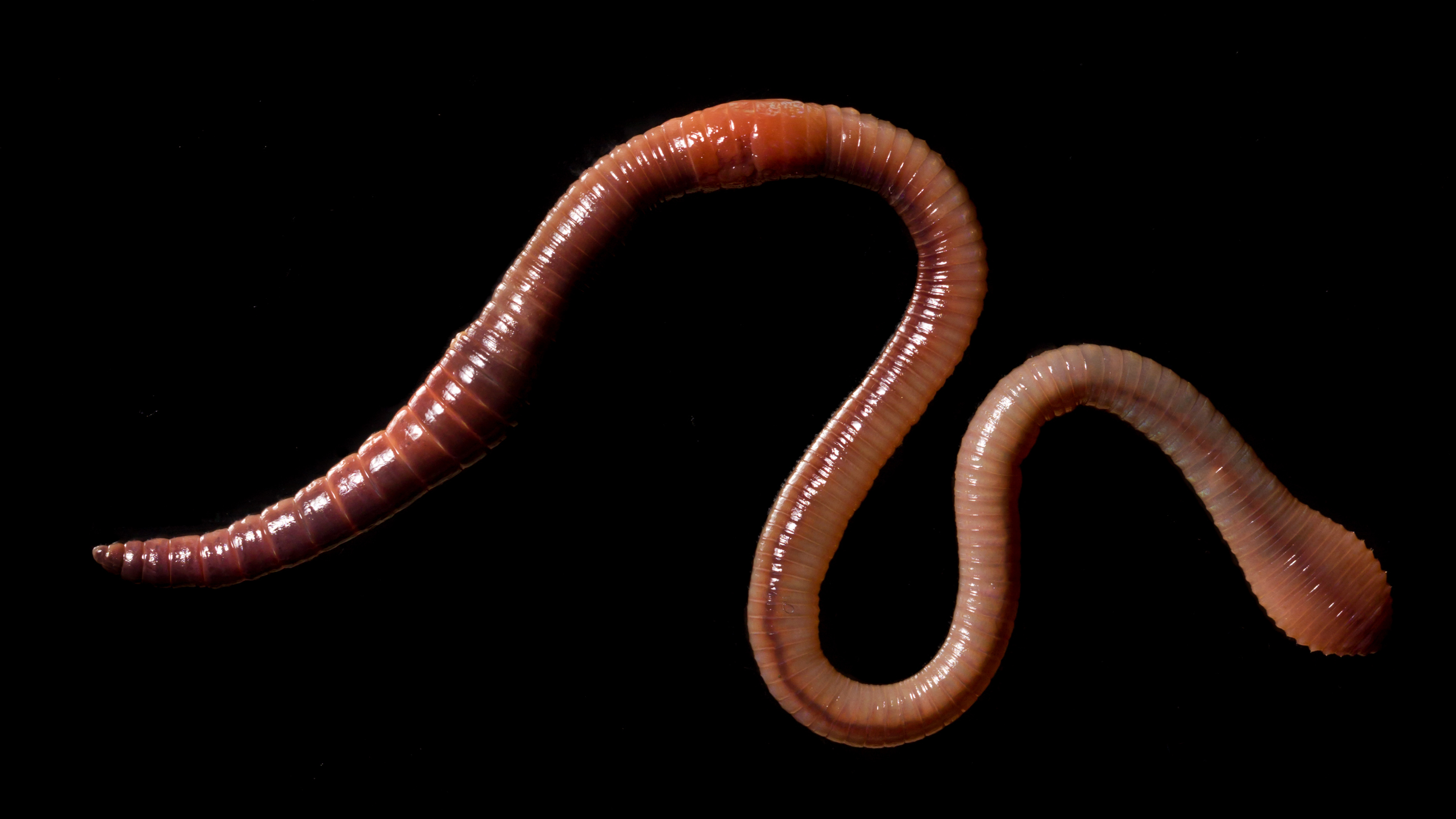 Common Earthworm Lumbricus terrestris, a top down view against a black background. (Ed Marshall)