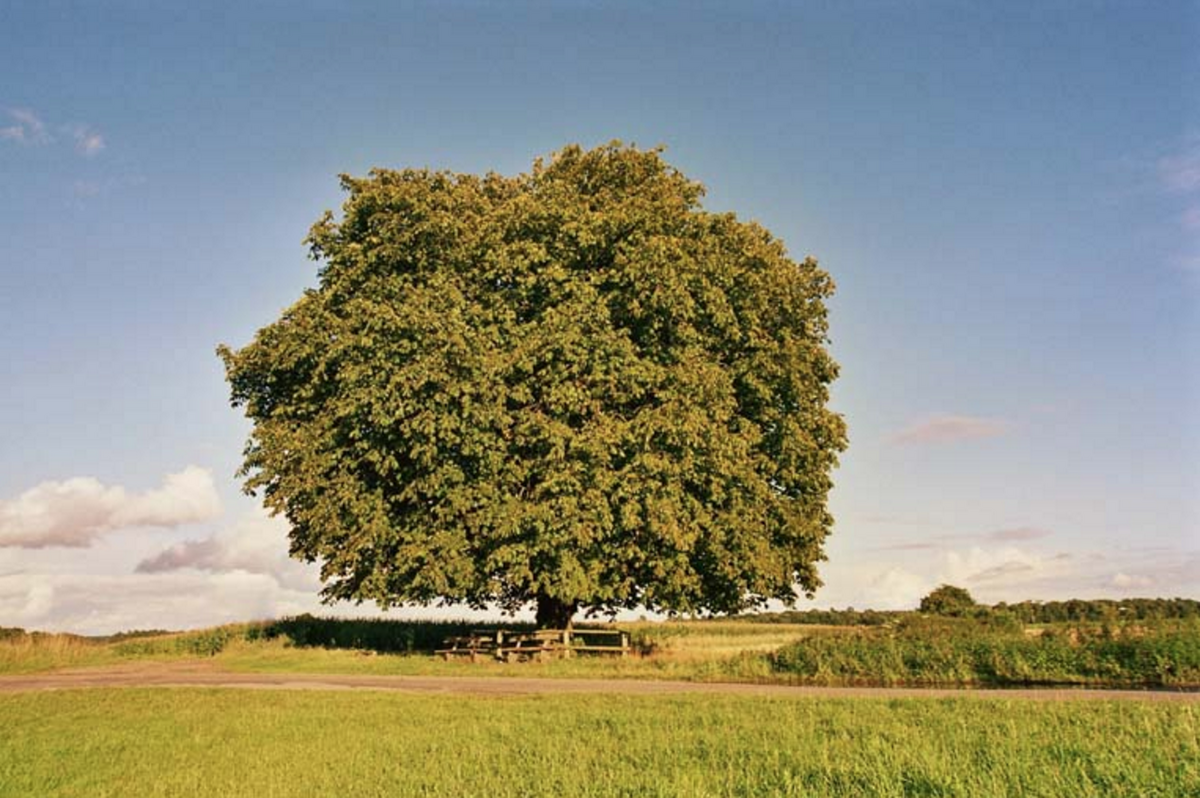 German Chestnut Tree Accepts Letters, Answers Queries, Promotes