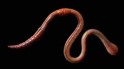 Common Earthworm Lumbricus terrestris, a top down view against a black background.