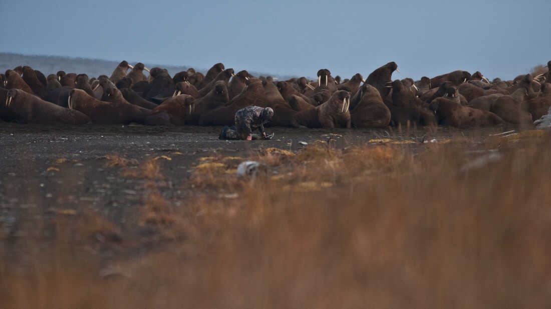 What Does It Take To Map A Walrus Hangout? 160 Years And A Lot Of Help
