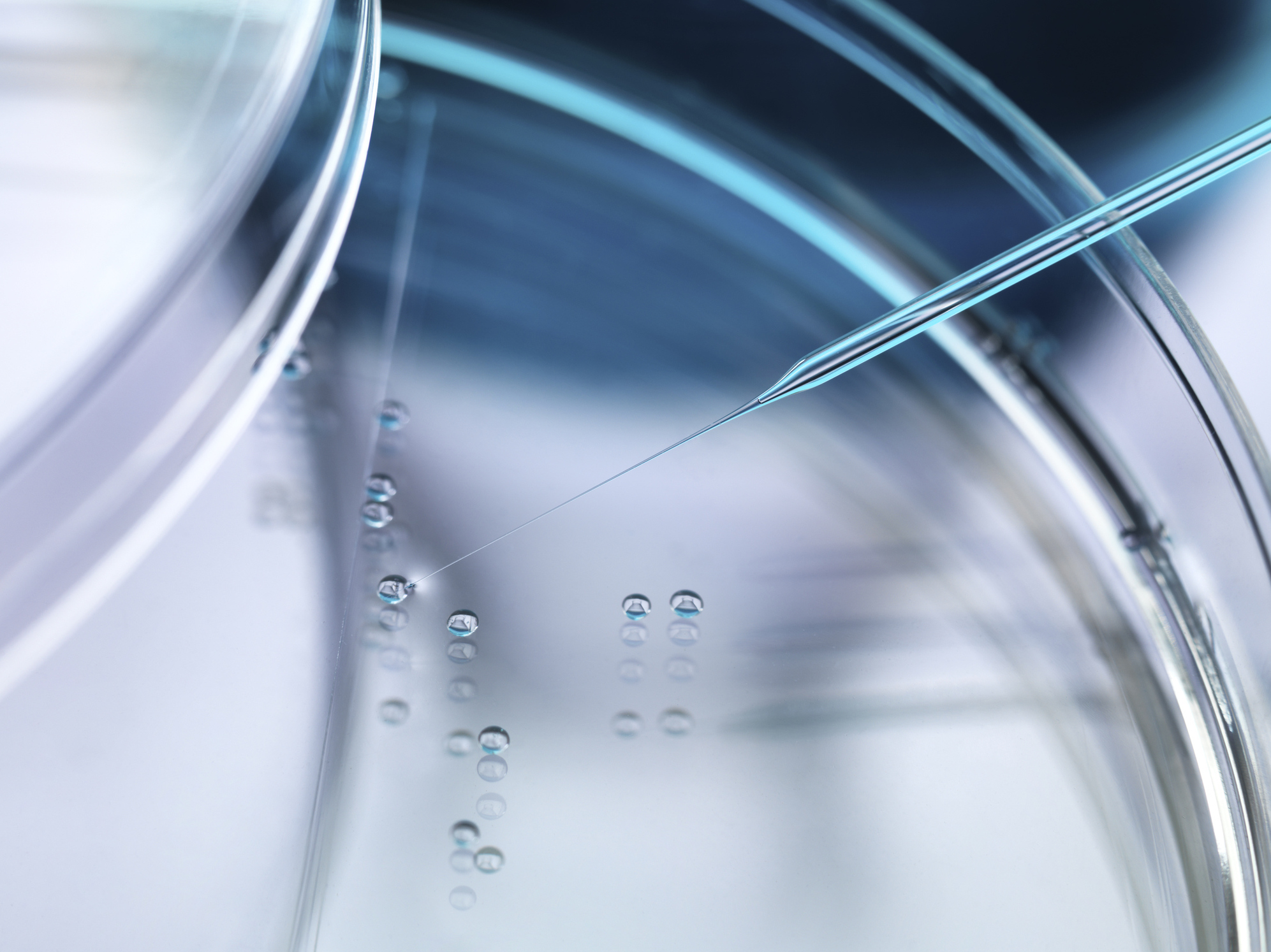 Nuclear transfer being carried out on several embryonic stem cells.