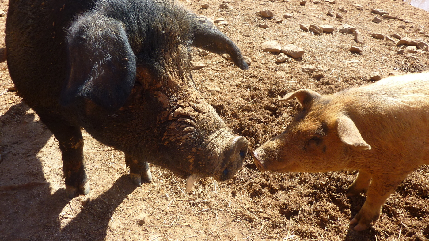 How We Love Our Pigs: Local Food And Animal Ethics : 13.7: Cosmos And  Culture : NPR