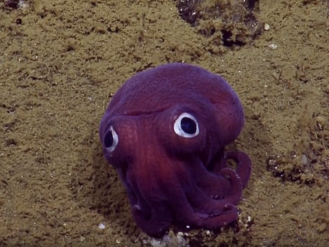 Watch: Researchers spot 'googly eyed' stubby squid | kare11.com