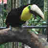 After Losing Half A Beak, Grecia The Toucan Becomes A Symbol Against Abuse
