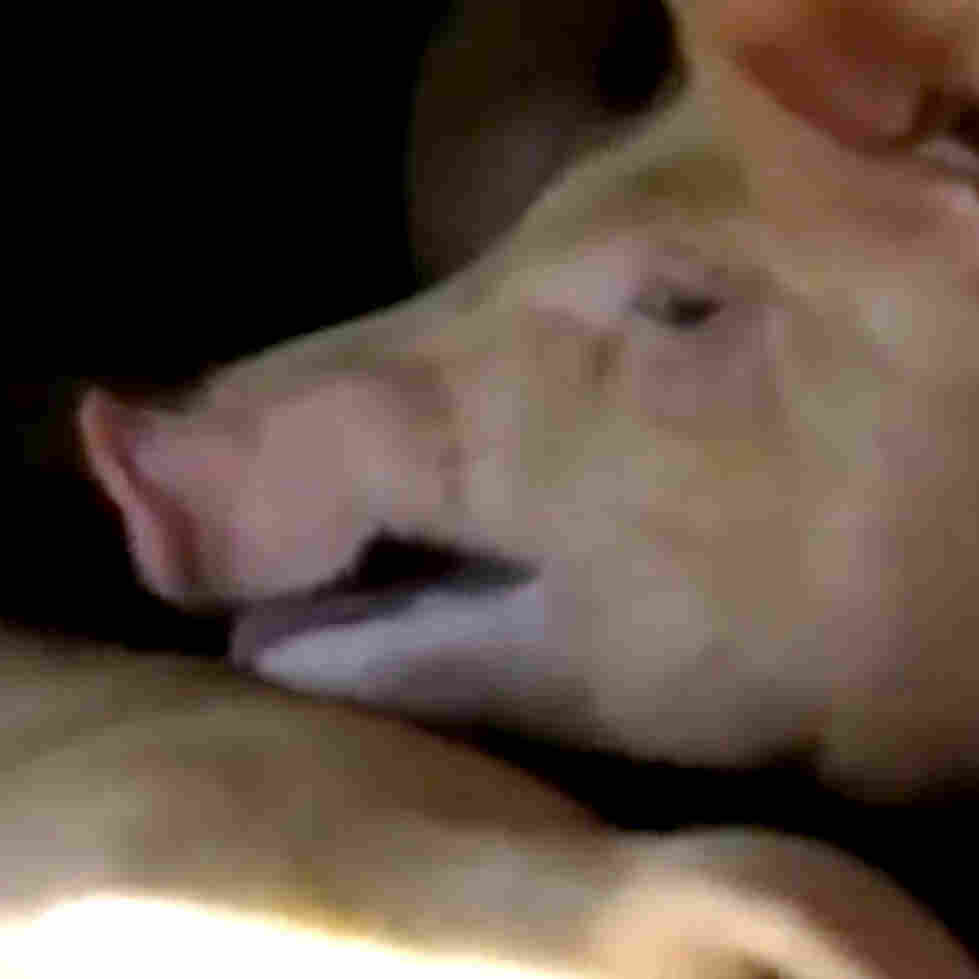 Animal Rights Activist On Trial In Canada For Giving Water To Pigs