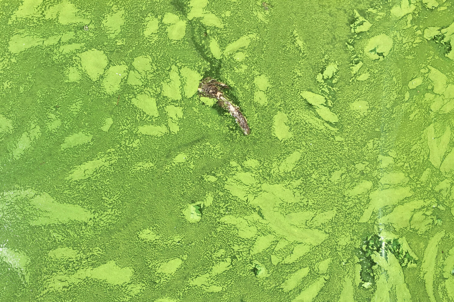 https://media.npr.org/assets/img/2016/08/29/blue-green-algae-feature_slide-4531d73215d4ccb33756b50bcf8362704871020f-s1500-c85.jpg