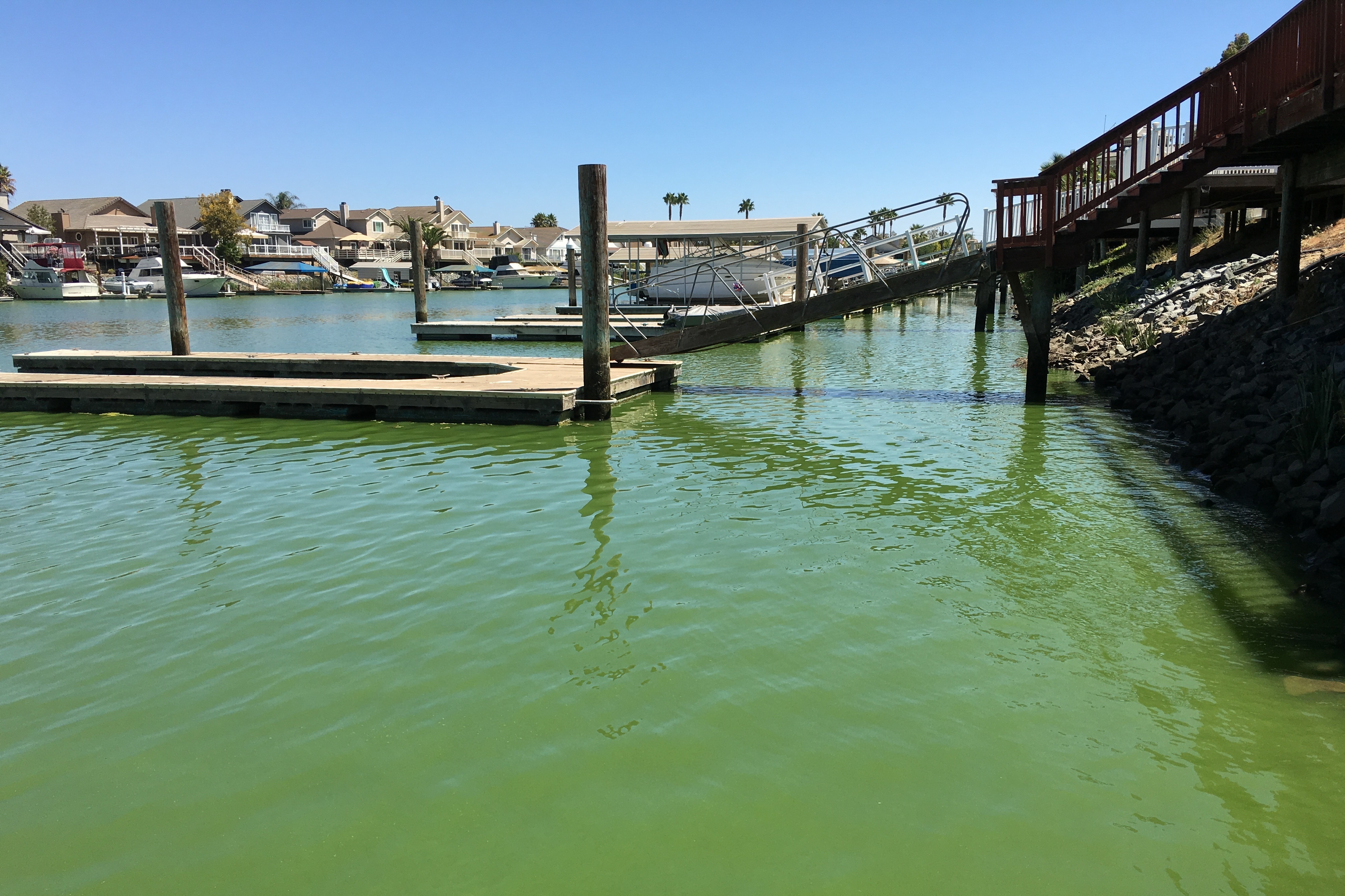 The docks behind homes at Discovery Bay, Calif., are quieter than usual because of fears of blue green algae toxins.