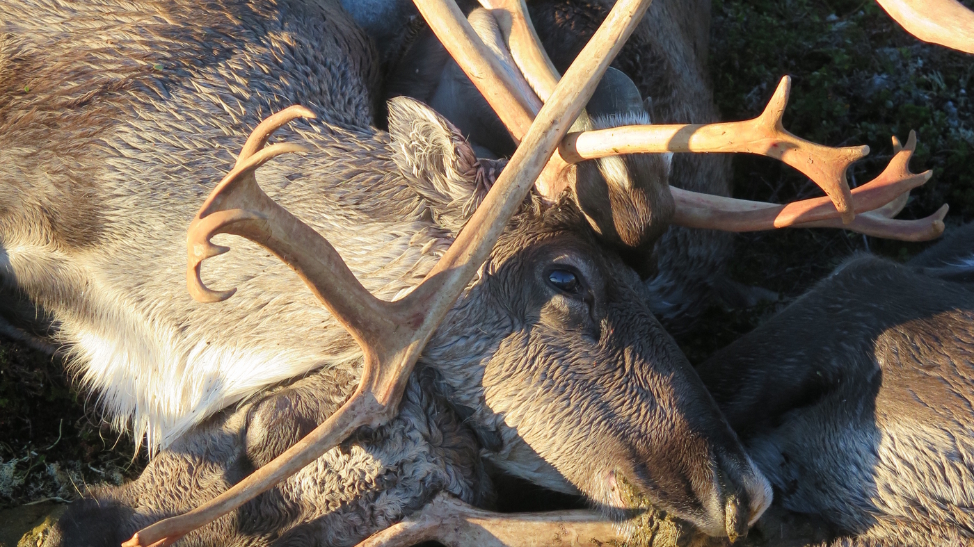 323 Reindeer Killed In Lightning Storm In Norway : The Two-Way : NPR