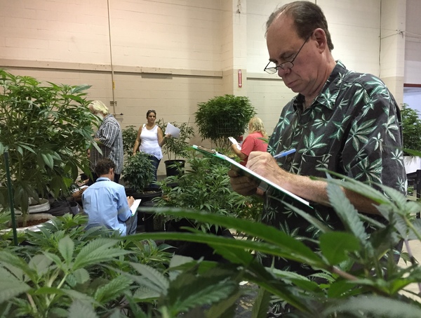 Ed Rosenthal, nicknamed the "Ganja Guru," judges marijuana plants on Aug. 13 at a competition designed to select nine specimens for display at the Oregon State Fair.